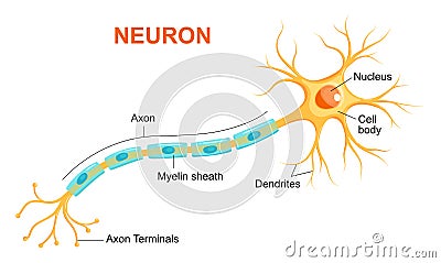 Illustration of neuron anatomy. Vector infographic Neuron, nerve cell axon and myelin sheath Stock Photo
